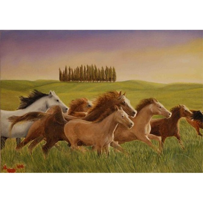 cavalli in maremma